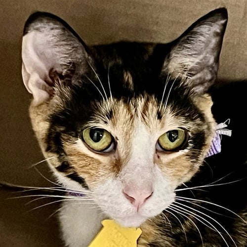 MADDY - Domestic Short Hair available for adoption