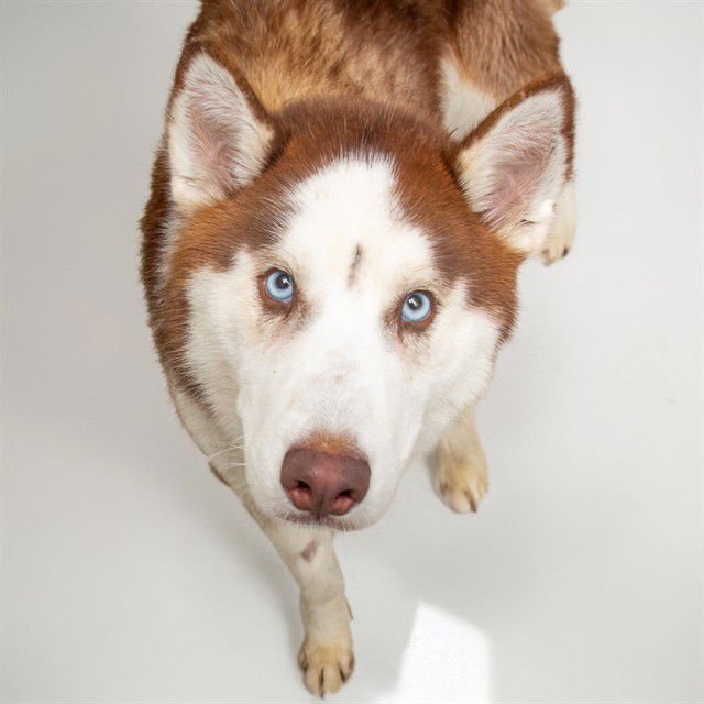 PECAN - Siberian Husky available for adoption