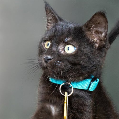 ESPRESSO - Domestic Short Hair available for adoption