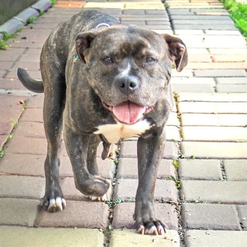 MECCA - Pit Bull Terrier available for adoption