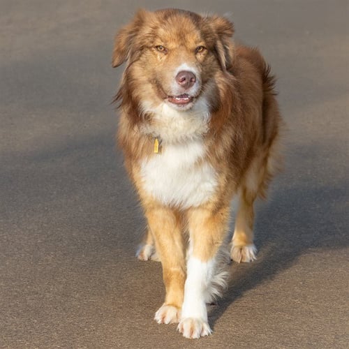 FELIX - Great Pyrenees available for adoption