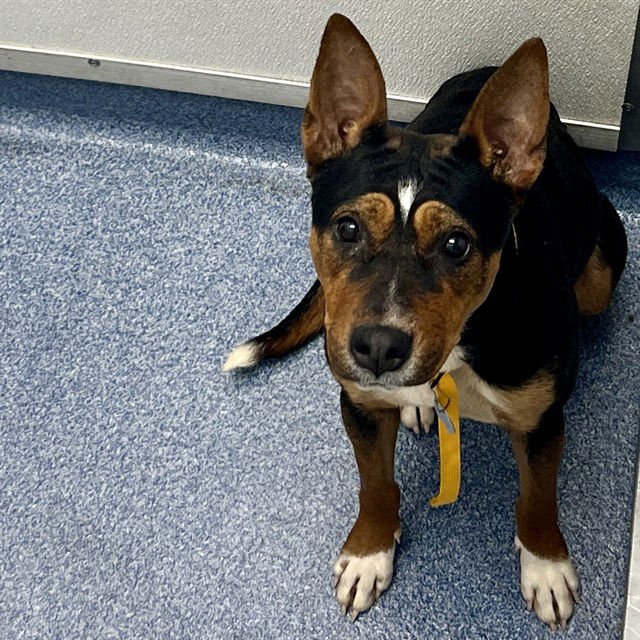 DANDELION - Australian Shepherd available for adoption