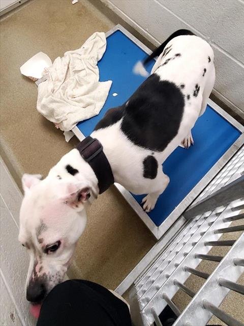 GLENDA - Pit Bull Terrier available for adoption