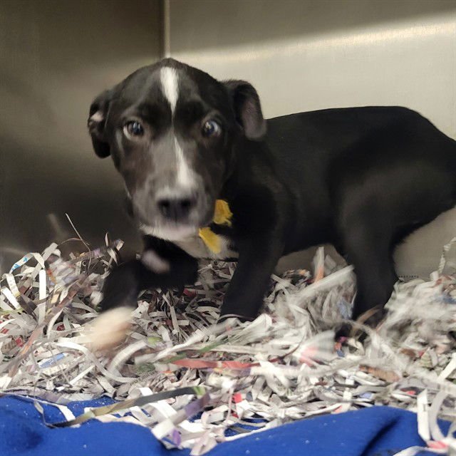 WAYNE - Pit Bull Terrier / Siberian Husky available for adoption