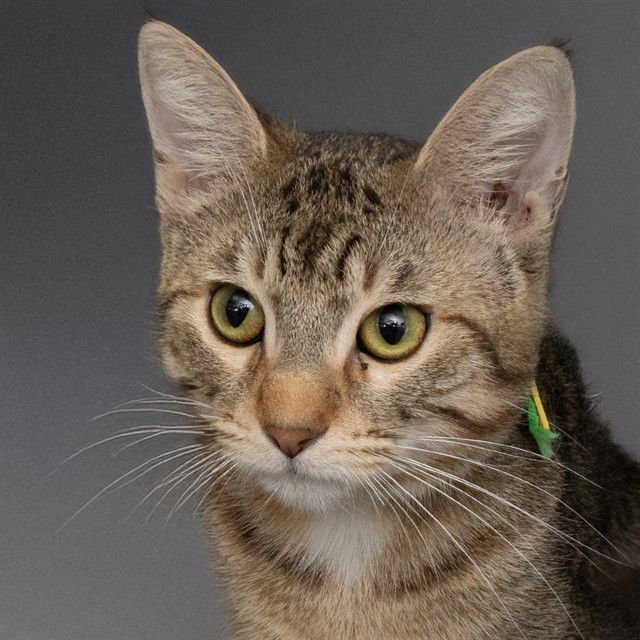 JASPER - Domestic Short Hair available for adoption