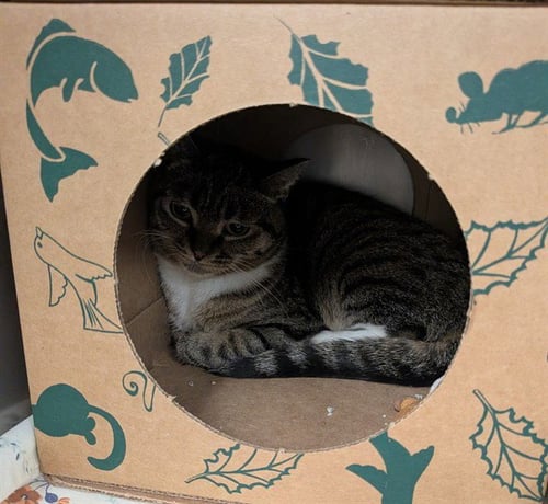 EVIE - Domestic Short Hair available for adoption