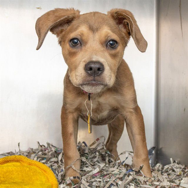 AMELIA - Australian Cattle Dog/Blue Heeler / Beagle available for adoption