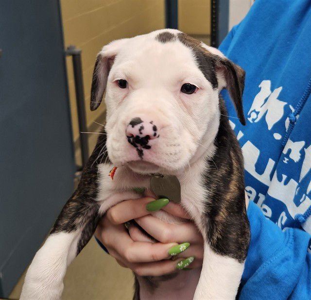 BEATLES - Pit Bull Terrier available for adoption