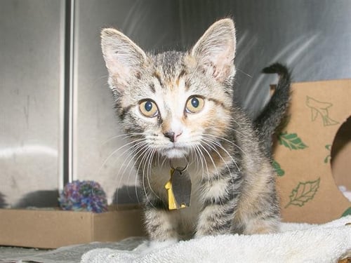 HALEY - Domestic Short Hair available for adoption