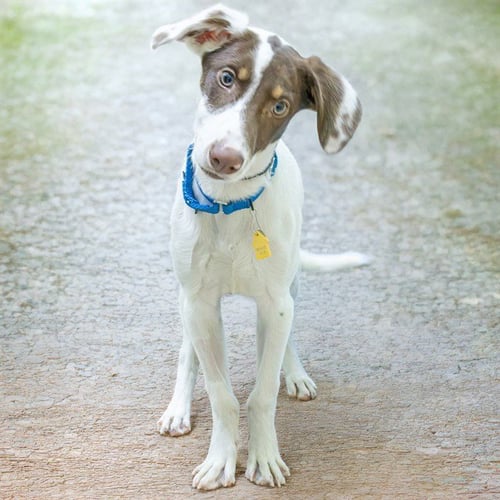 WALNUT - Labrador Retriever for adoption in St. Louis