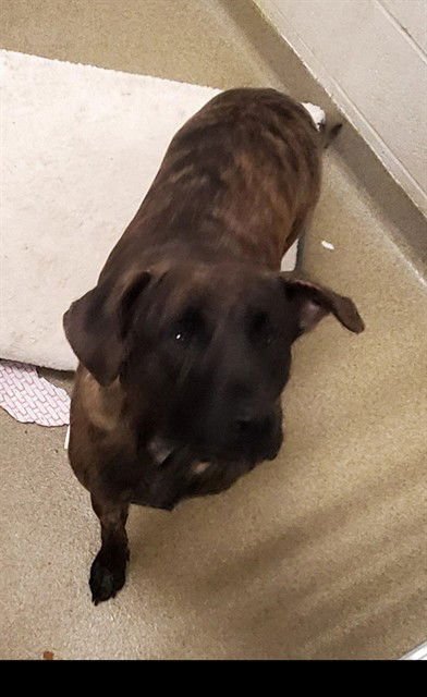BUDDY - Plott Hound available for adoption