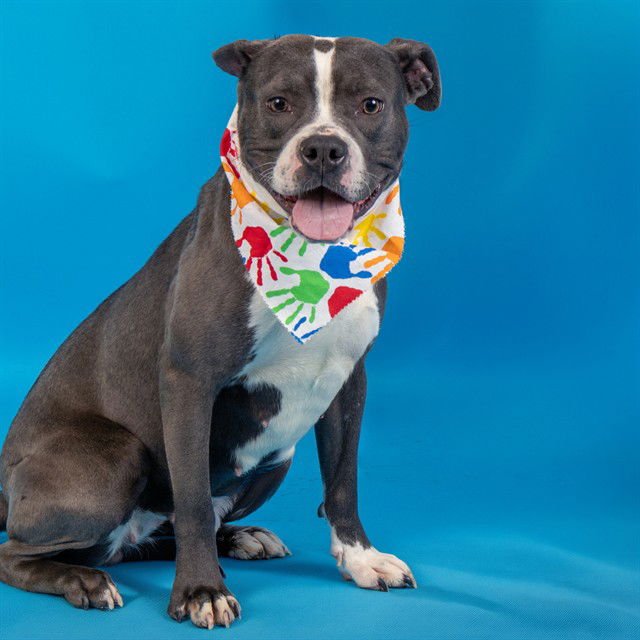 MIRA - Pit Bull Terrier available for adoption