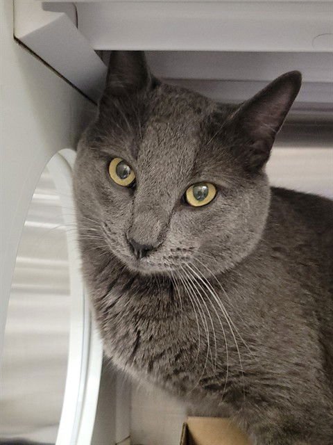 BLUE JAY - Domestic Short Hair available for adoption