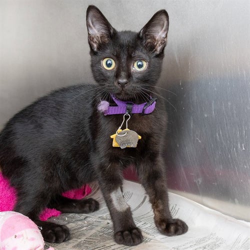 COAL - Domestic Short Hair available for adoption
