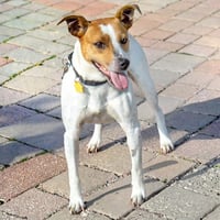 DEACON - Photo 1