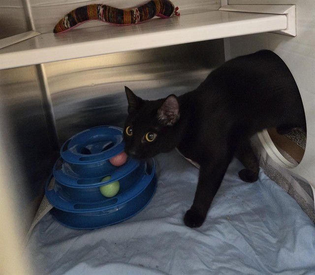 ELIZA DOOLITTLE - Domestic Short Hair available for adoption