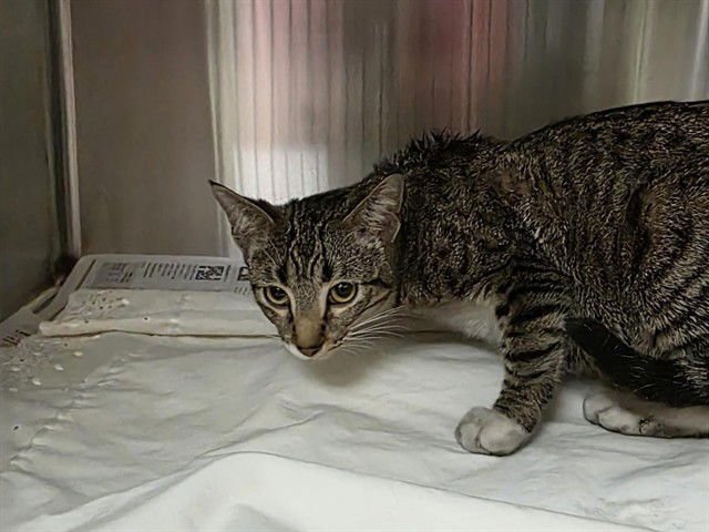 SORCHA - Domestic Short Hair available for adoption