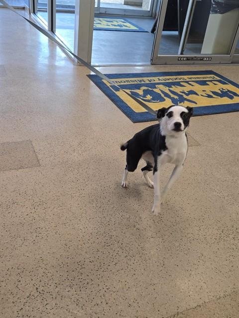 KISSES - Parson Russell Terrier available for adoption