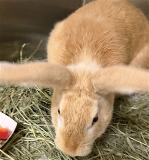 ACORN - Shorthaired Rabbit available for adoption