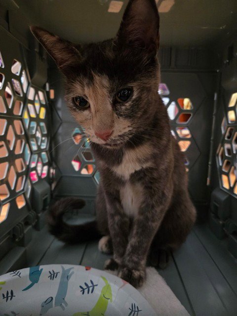TESS Image