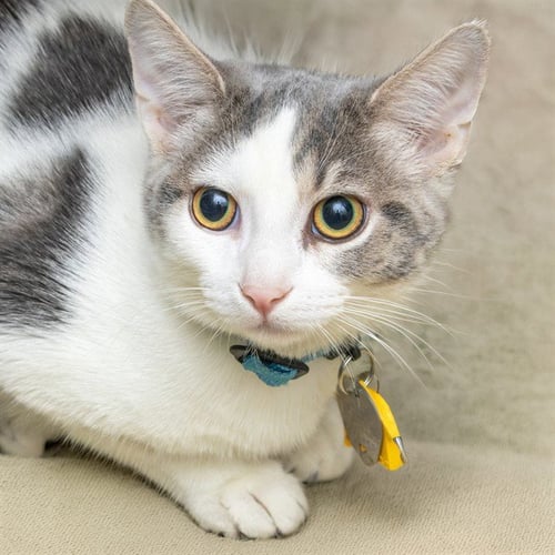 ALICE - Domestic Short Hair available for adoption