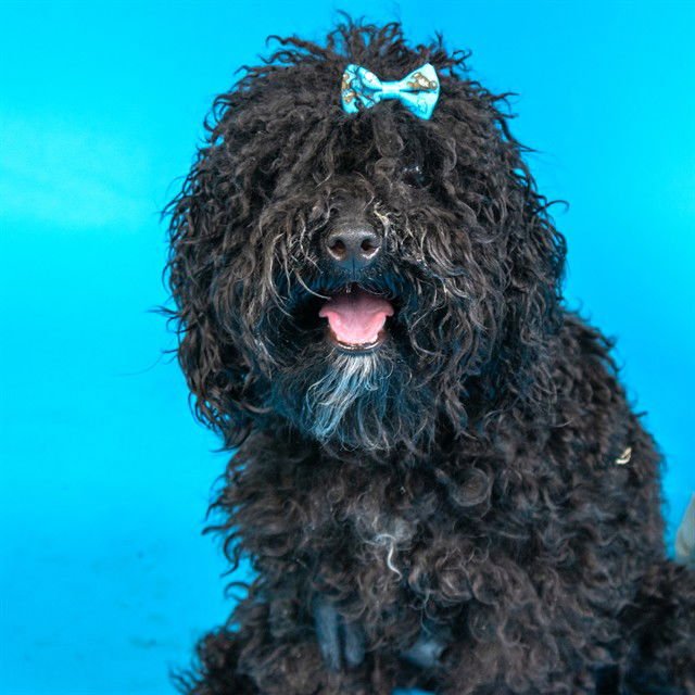 CANDY HEART - Poodle (Miniature) available for adoption