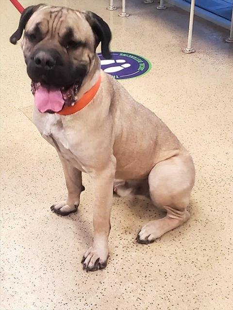 HARRY - Mastiff available for adoption