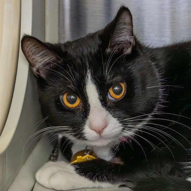 BANDIT - Domestic Short Hair available for adoption