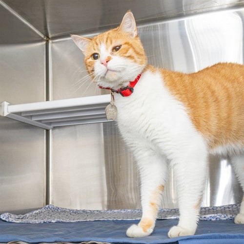 SKY - Domestic Short Hair available for adoption
