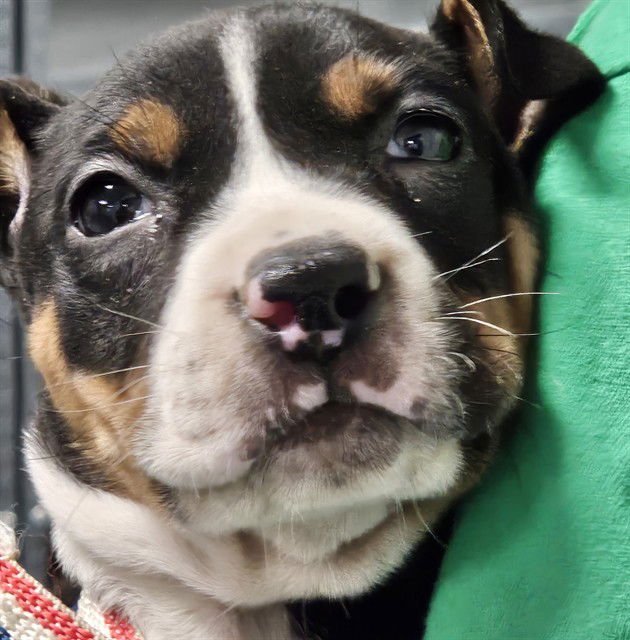 PEANUT BUTTER - Pit Bull Terrier available for adoption