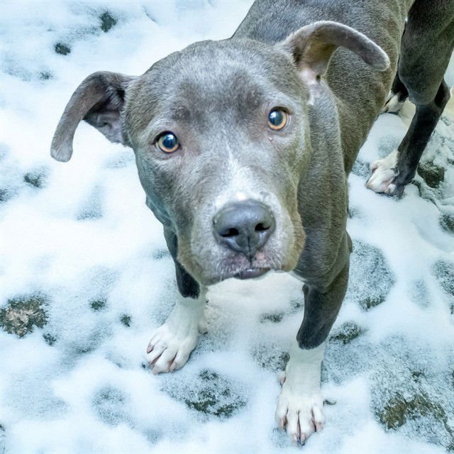 ORIELLA - Pit Bull Terrier available for adoption