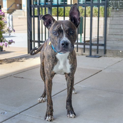 DUMPLING - Pit Bull Terrier available for adoption