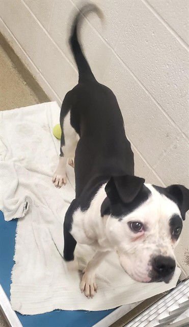 BOSCO STICK - Pit Bull Terrier available for adoption