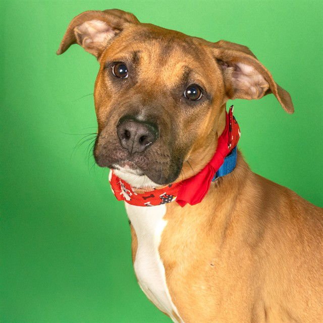 AGGIE - Boxer available for adoption