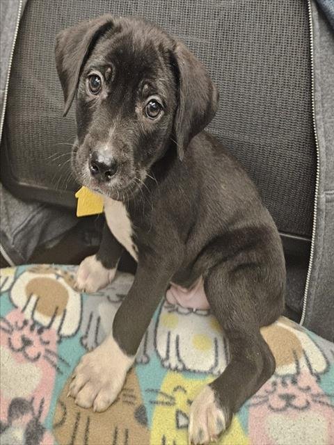 PERCY - Labrador Retriever / Pit Bull Terrier available for adoption