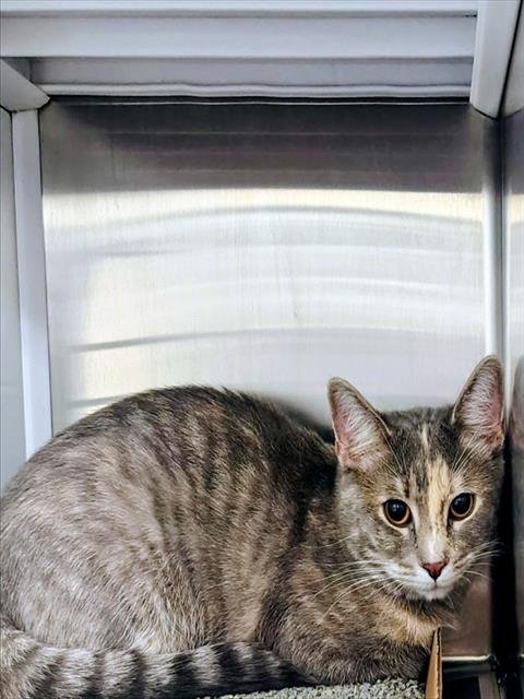 BOXER - Domestic Short Hair available for adoption