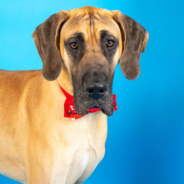 PONY BOY - Great Dane available for adoption