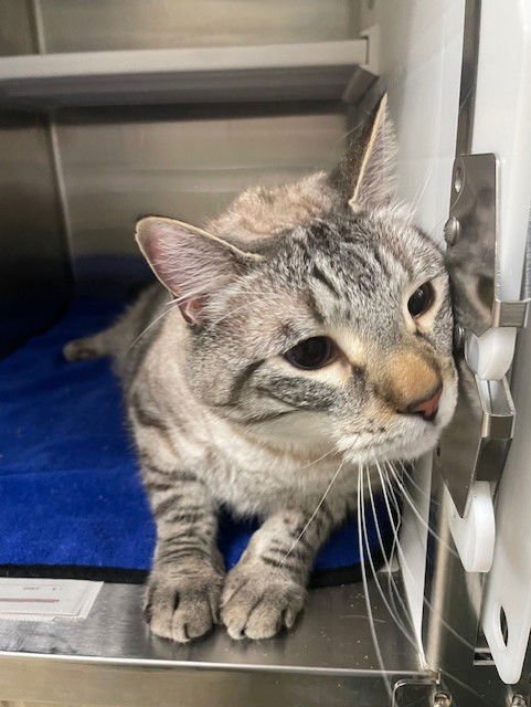 WALRUS - Domestic Short Hair available for adoption