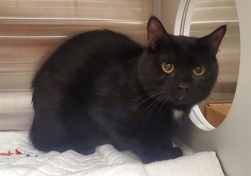 POPCORN - Domestic Short Hair available for adoption