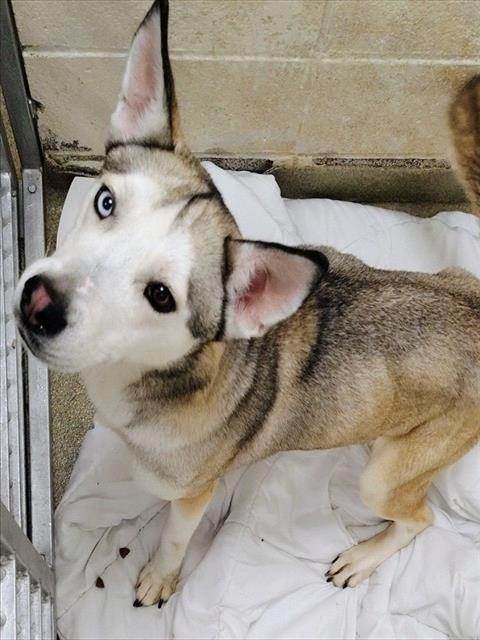 YOGA - Siberian Husky available for adoption