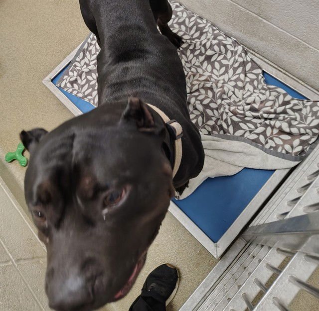 DO SI DOS - Presa Canario / Rottweiler available for adoption