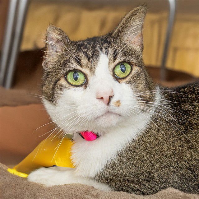 CASHEW - Domestic Short Hair available for adoption