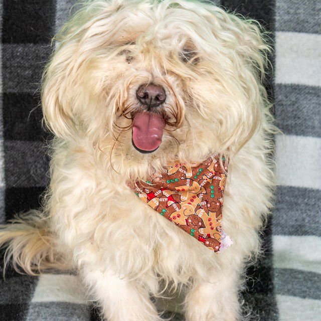 ARGENTINA - Shih Tzu / Poodle (Miniature) available for adoption