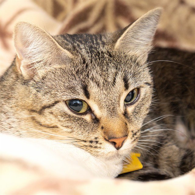 LUCY Image