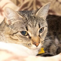 LUCY - Photo 1
