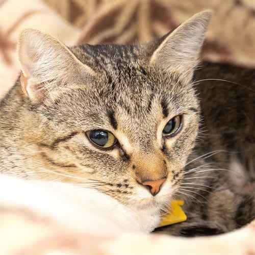 LUCY - Domestic Short Hair available for adoption