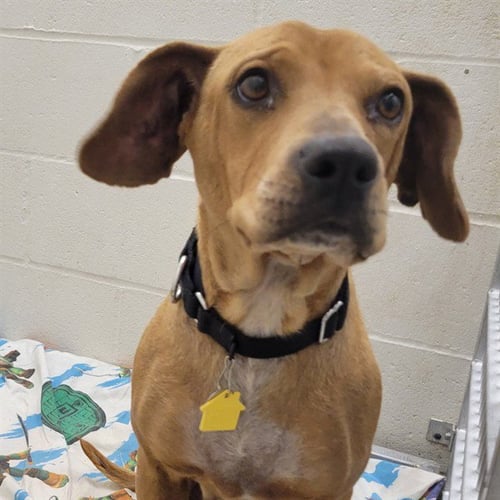 CATERPIE - Beagle available for adoption