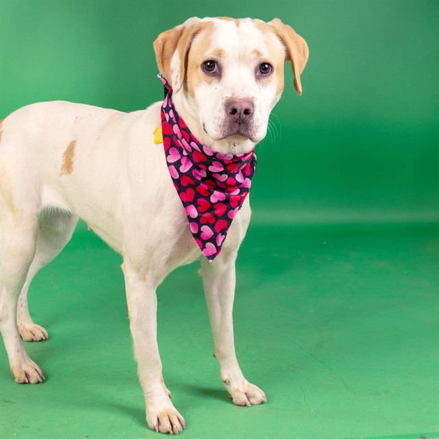 MUFFULETTA - Labrador Retriever / Beagle available for adoption