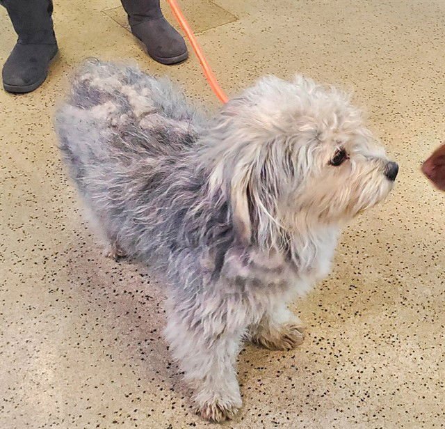 MATTY - Miniature Schnauzer / Shetland Sheepdog Sheltie available for adoption