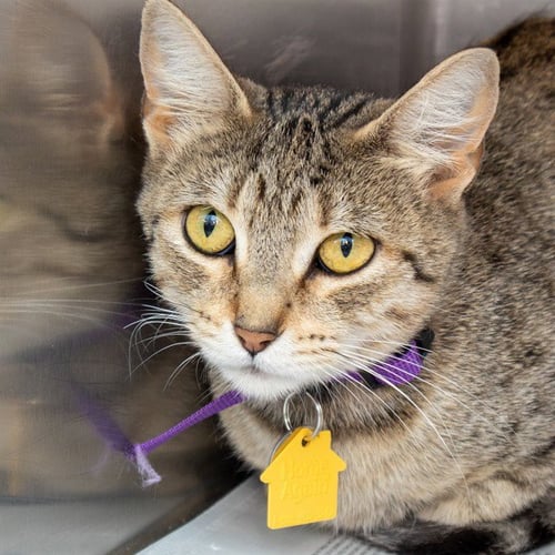 DIXIE - Domestic Short Hair available for adoption